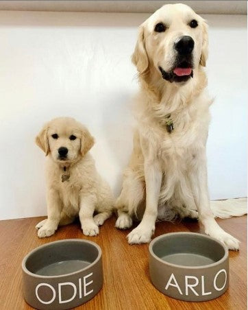 Two Golden Retrievers, Odie and Arlo, sitting next to their personalized bowls on a wooden floor.